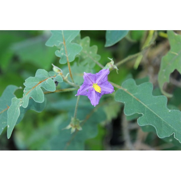 10 Seeds Porcupine Plant Tropical Ornamental Solanum