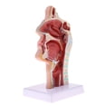 thumbnail image 4 of Modelos de anatomía Recursos de enseñanza de aprendizaje de laboratorio - Modelo anatómico patológico de de la cavidad nasal, 4 of 5