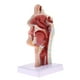 thumbnail image 4 of Modelo Anatómico de Articulación Modelo Anatómico de Laboratorio, 4 of 8