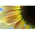 thumbnail image 2 of Tammy Putman 18x13 White Modern Wood Framed Wall Art Titled - Sunflower III, 2 of 5