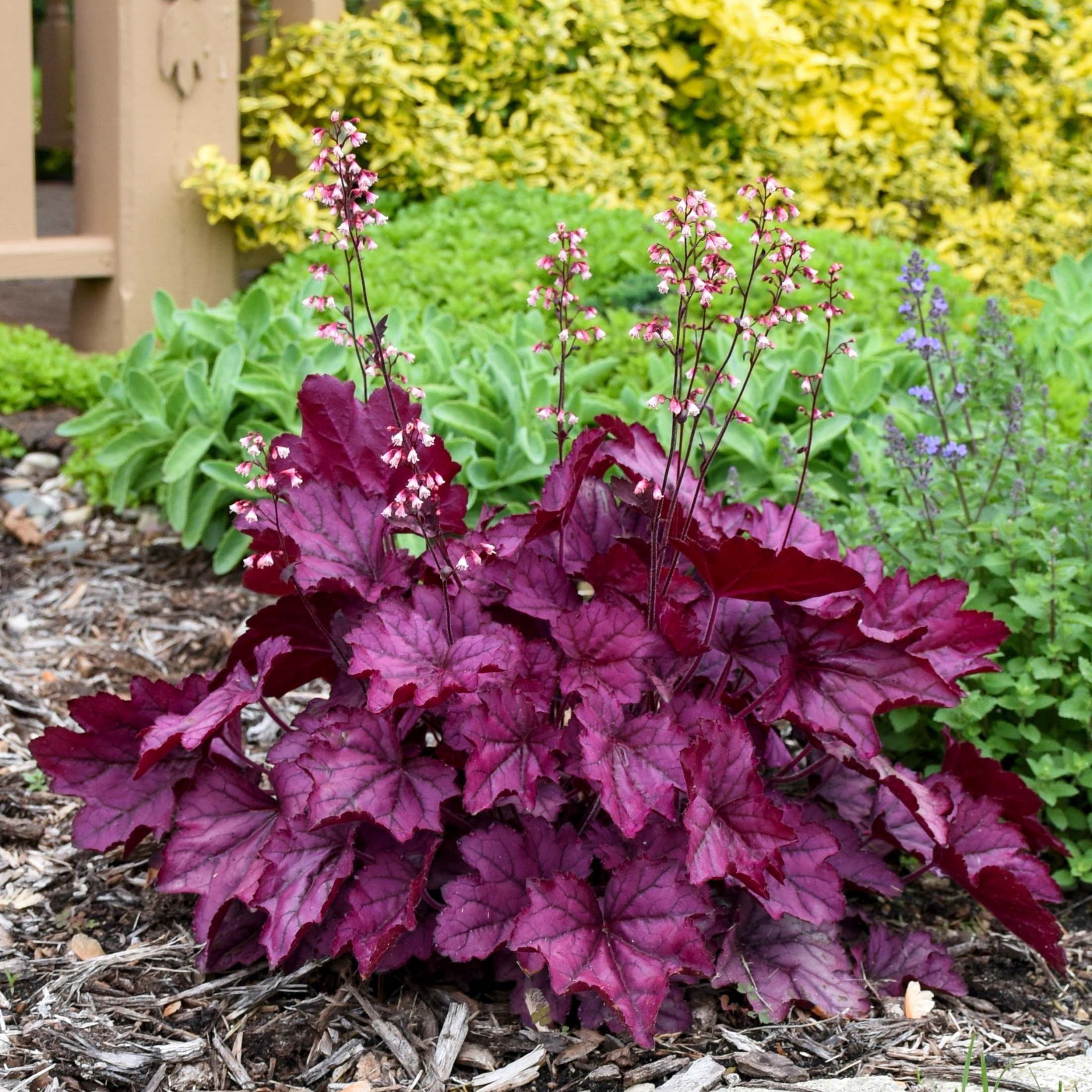 Proven Winners 6" Purple Primo 'Wild Rose' Coral Bells Live Plant in 6.5" Pot