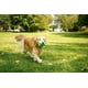 thumbnail image 5 of Juguete para Perro Hartz DuraPlay Hueso de Látex Chirriante, Grande, Paquete de 3, 5 of 9