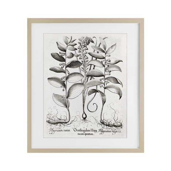 Stupell Industries Victorian Vintage Botanical Root Study Birch Framed Print Under Glass, 17 x 21, by Lettered and Lined