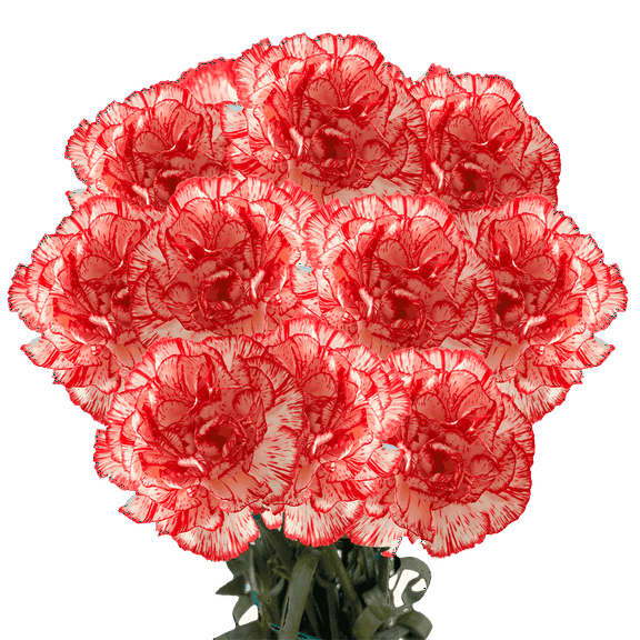 100 Stems of Peppermint Carnations- Fresh Cut Flowers