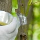 thumbnail image 4 of Cinta autoadhesiva de 100M para injertos de árboles frutales, herramientas para plantas, vivero, cintas para injertos de flores y vegetales para jardín, suministros, 4 of 8
