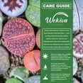 thumbnail image 4 of Living Stone Plant - 1 Live Starter Plant - Lithops - Decorative Exotic Colorful Mini Succulent for Your Container Garden or Terrarium, 4 of 6