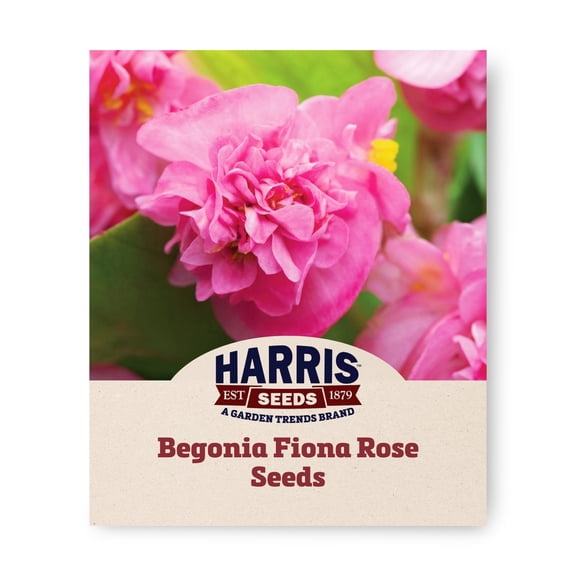 Harris Seeds - Begonia Fiona Rose Flower Seeds - 500 Seeds