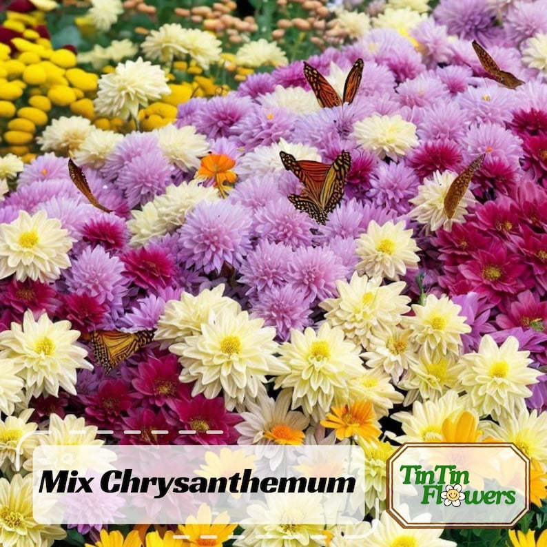 50 Chrysanthemum Seeds Mix for Blooms - Easy to Grow, Hardy Perennial, Pollinator-Friendly for Gardens and Bouquets