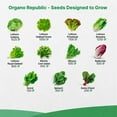 thumbnail image 4 of Organo Republic - 22 Lettuce & Salad Greens Seeds Varieties - 24,700+ Non GMO Heirloom Garden Seeds, 4 of 7
