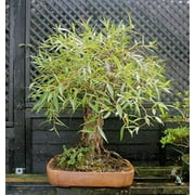 Bonsai Tree - Globe Willow Tree - Large Thick Trunk Cutting - Naturally Round & Symmetrical Canopy - Indoor Outdoor Live Bonsai Tree Plant