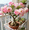 C, variant on Desert rose - Prefers Hot - Upright Growing - Sun-resistant - Suitable for Indoor, air purification and plant hangers