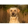 thumbnail image 3 of Natural Touch Wellness Furshield Dog Sun Spray 8Oz, 3 of 8