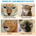 thumbnail image 4 of Oimmal L-Lysine Powder for Cats, Cat L-Lysine Supplement Powder for Sneezing and Runny Nose, Cat Cold, Cat Immune Support, Eye Function & Respiratory Health 120g (Salmon Flavor), 4 of 12