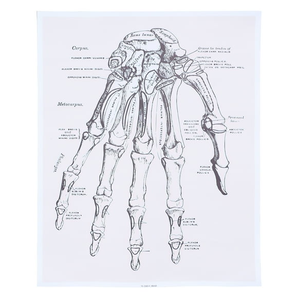 1pc Human Hand Anatomy Wall Art Painting Anatomy Poster Anatomical Organs Poster