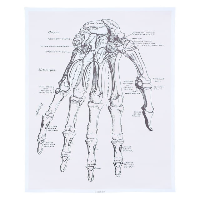 Miangastore Anatomical Organs Poster Chemical Fiber Canvas 1Pack 19.7X15.7In