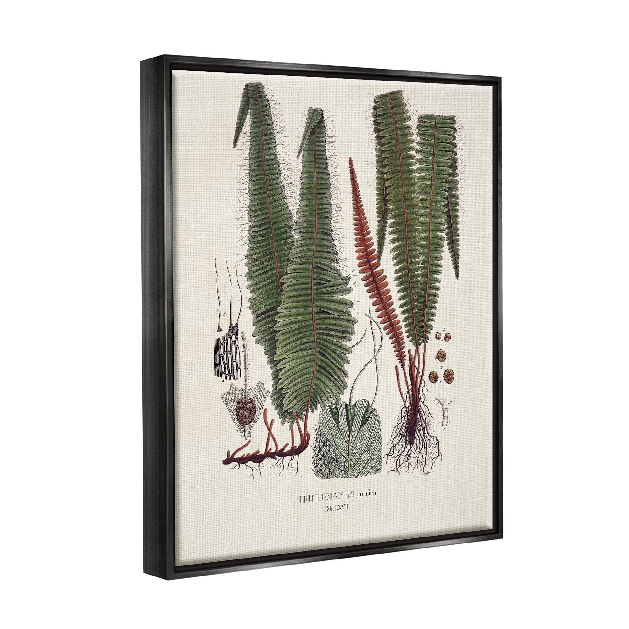 Stupell Industries Fern Latin Study Botanical & Floral Painting Black Floater Framed Canvas Art Print Wall Art, 25 x 31