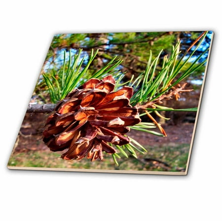 3dRose Pine Cone - Ceramic Tile, 6-inch