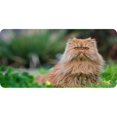 thumbnail image 1 of Cat in Grass Photo License Plate, 1 of 1