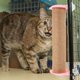 thumbnail image 4 of Rascador para gatos, poste de escalada, poste de repuesto, jaula de escalada para gatos, accesorios para rascadores de interior para gatos, pieza para jaulas de gatos, 4 of 7