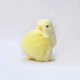thumbnail image 1 of 1 pieza, nueva simulación, pollito de peluche encantador, juguete de Pascua, muñeco de Animal realista, regalo de cumpleaños y Navidad para niños, cognición de educación temprana TUNC Sencillez, 1 of 5