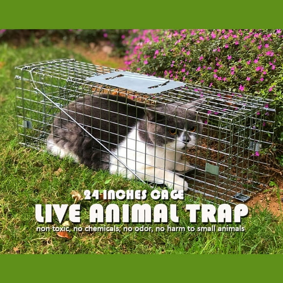 Raccoon Bait Trapping