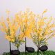 thumbnail image 2 of Luces solares LED para exteriores con forma de flor de canola, lámpara de simulación para jardín, patio, paisaje, decoración, camino, adornos para fiestas, 2 of 4