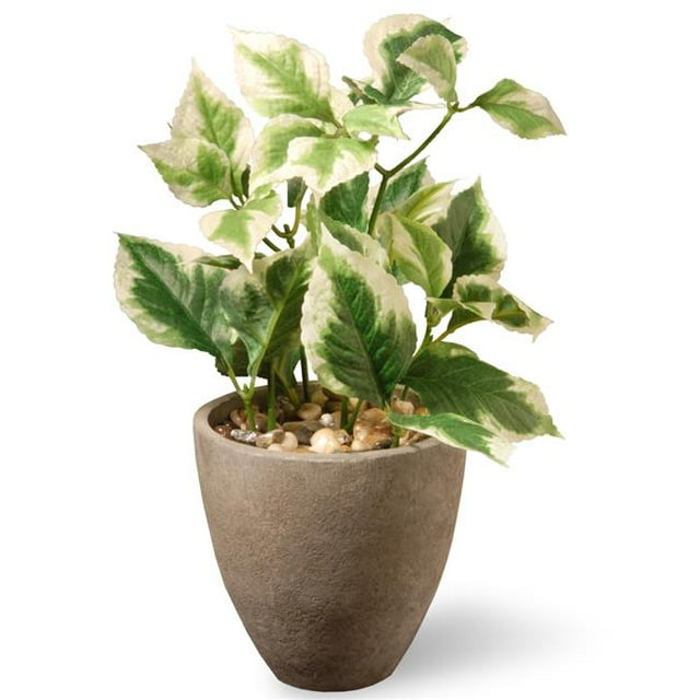 National Tree RAS-533103A-1 11.8 in. Plante de Baume en Pot