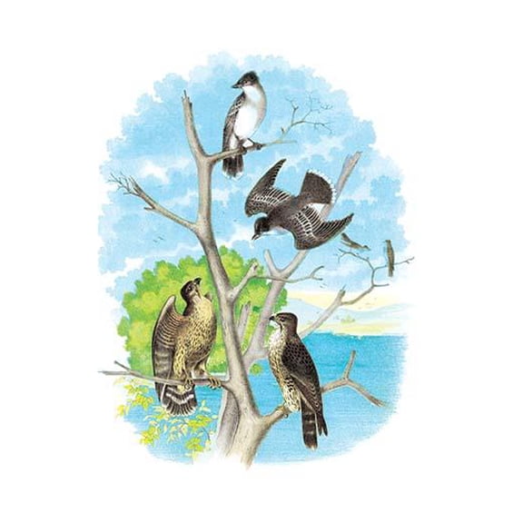 The Kingbird (Tyrant Fly-Catcher) Fine art canvas print (20" x 30")