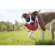 thumbnail image 4 of Disco de goma Dog Toy KONG Flyer para Catch Fetch Playtime, rojo, 4 of 5
