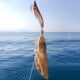 thumbnail image 5 of Cebo de pesca luminoso, señuelos de pesca de simulación con anzuelo de calamar vívido para pescar, 5 of 5