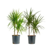 Costa Farms 26" Tall, Marginata Grower's Choice Bright Indirect Sunlight, Live House Plants, 2-Pk