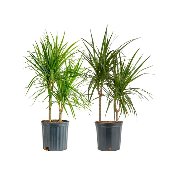 Costa Farms 26" Tall, Marginata Grower's Choice Bright Indirect Sunlight, Live House Plants, 2-Pk