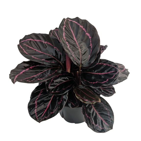 Dottie Rose Painted Prayer Plant - Calathea roseopicta 'Dottie' - Easy - 6" Pot