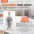 thumbnail image 4 of Professional 9-Part Human Brain Model, 1:1 Life Size Anatomically Accurate Detachable Brain with Detailed Labeling, Ideal for Neuroscience Research, Teaching, Learning and Display, 4 of 9