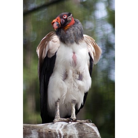 - Peel-n-Stick Poster of King Vulture Zoo Animal Bird Colorful Bill Poster 24x16 Adhesive Sticker Poster Print