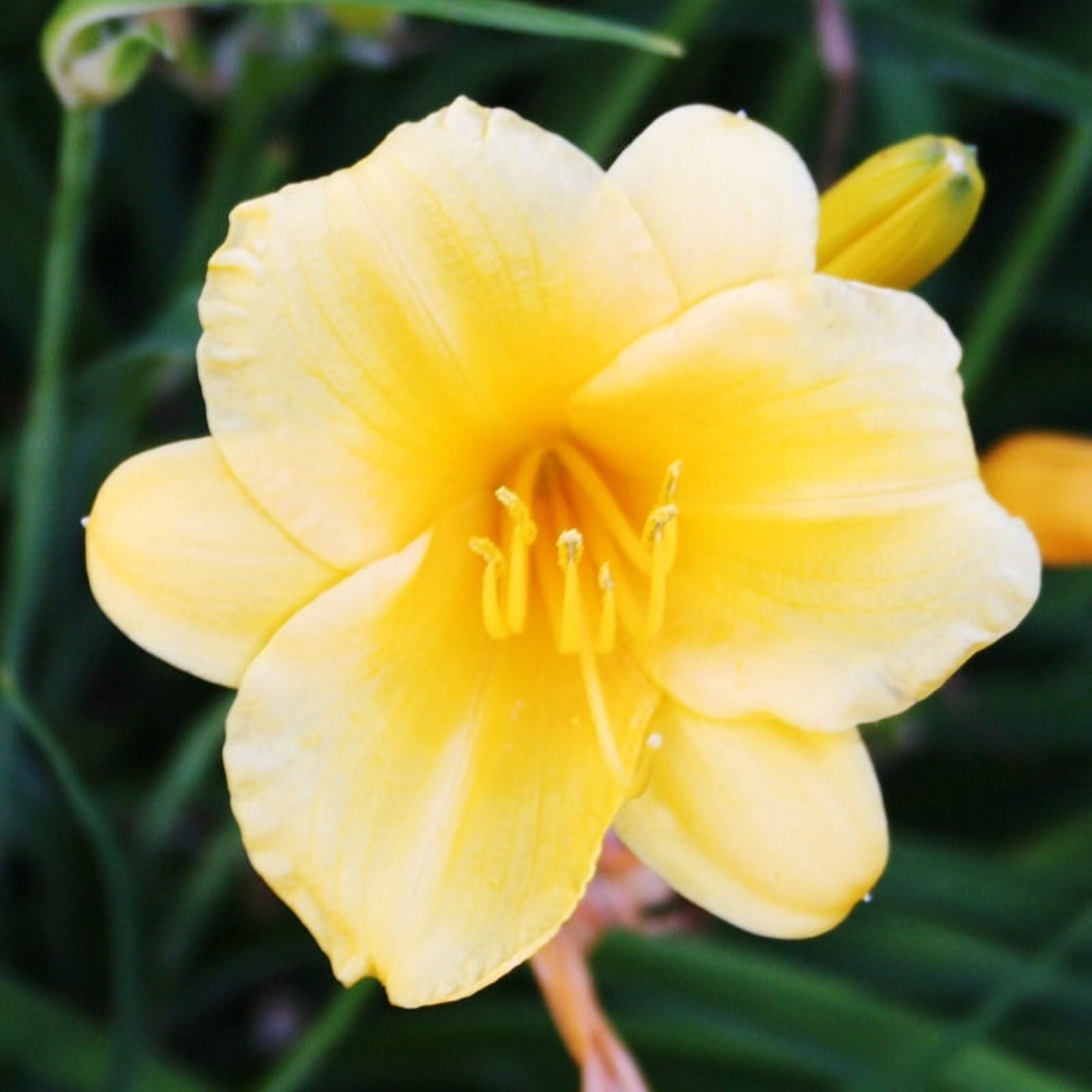 Stella D' Oro Daylily Flower Bulb Jumbo Pack - 5 Roots Per Pack - Blooms All Summer - Attracts Butterflies and Hummingbirds - Perennializing - Easy to Grow Live Plants - Outdoor Garden