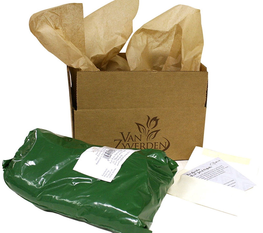 Van Zyverden Peonies Mother's Choice Set of 3 Plant Roots White Partial Sun Perennial Fragrant 1 lb