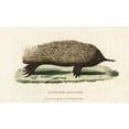 thumbnail image 2 of Short-Beaked Echidna, Tachyglossus Aculeatus Poster Print By ® Florilegius Mary Evans (24 X 18), 2 of 4