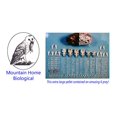 thumbnail image 2 of Kit de Pastilles Hibou Étudiant, 2 of 4