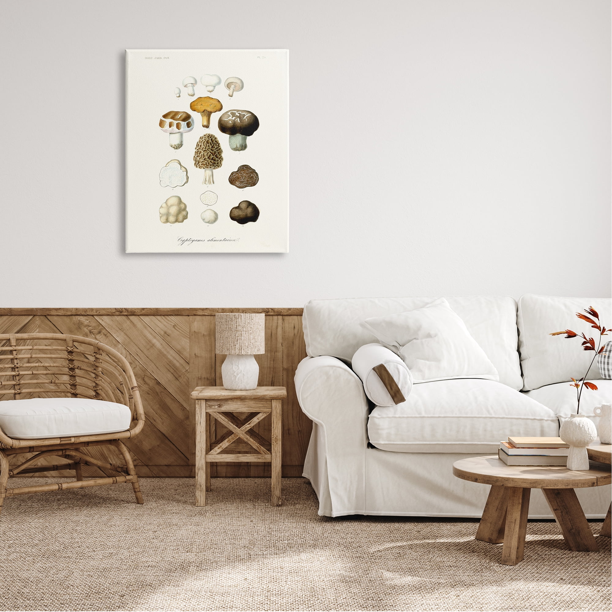 Stupell Industries Botanical Mushroom Species Latin Nature Study Drawings Gallery-Wrapped Canvas Print Wall Art, 30x40, by World Art Group