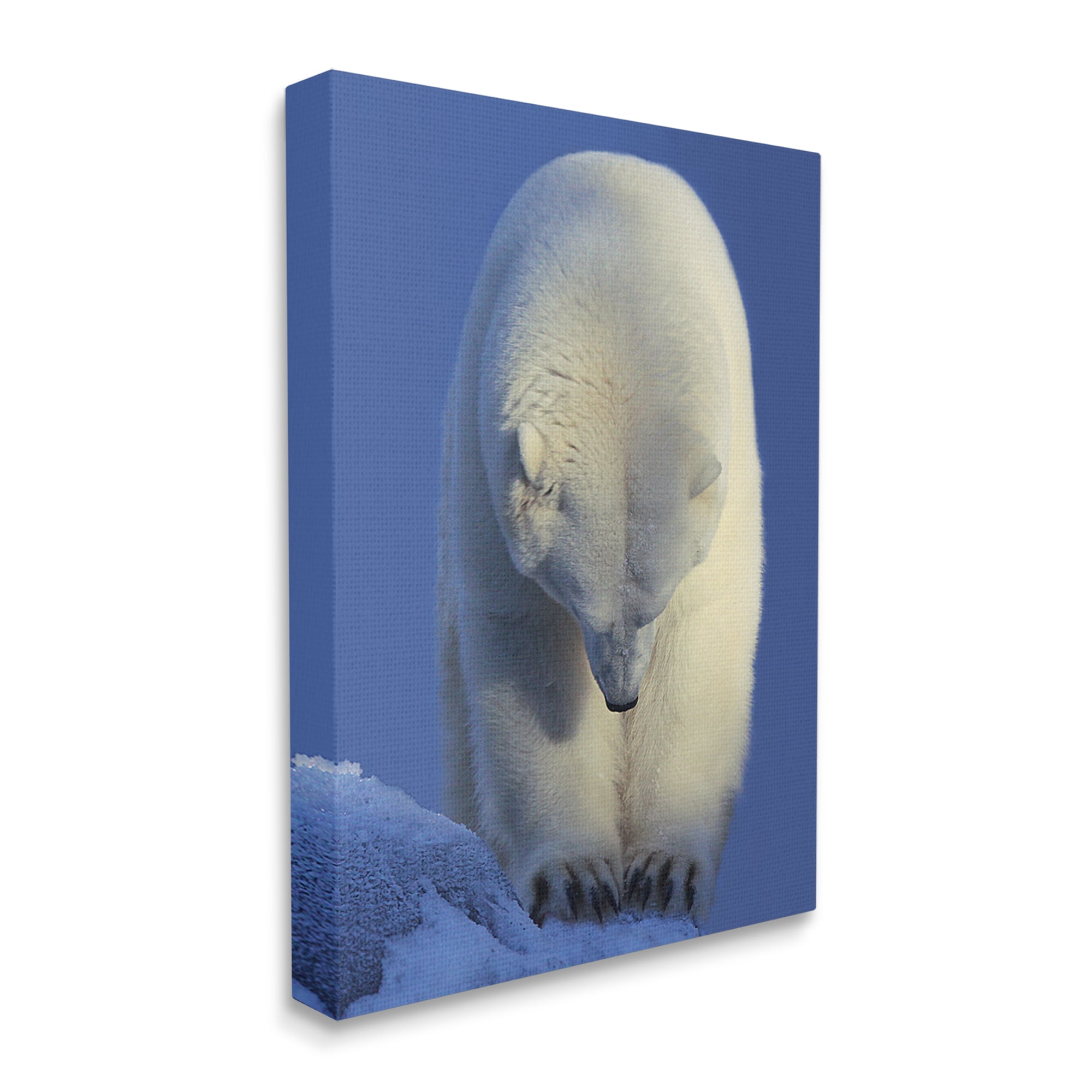 Stupell Industries Polar Bear Photography Animals & Insects Photography Gallery Wrapped Canvas Print Wall Art, 24 x 30