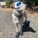 thumbnail image 3 of Gafas protectoras para perros, gafas de sol UV para perros de razas grandes, resistentes al viento y a la nieve para perros de hocico largo, montura suave, correas flexibles ajustables., 3 of 5