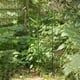 thumbnail image 4 of Injueey Jaula de tomate fuerte y fácil de usar, 3 uds., para un crecimiento saludable de las plantas, soporte resistente, jaulas y soportes Jardín y Patio, 4 of 6