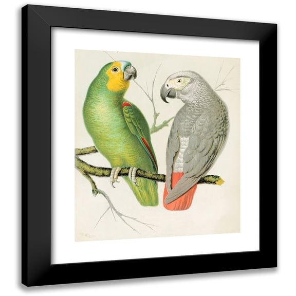 W. A . Blakston 12x14 Black Modern Framed Museum Art Print Titled - Amazon Parrot, Grey Parrot (1878)