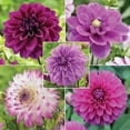 thumbnail image 2 of 40+ Seeds| Pink and purple mix Dahlia Perennial Seeds - Authentic Seeds - Perennial~ GMO Free ~Flower seeds ~ Asian Garden~ B5G1 #D043, 2 of 4