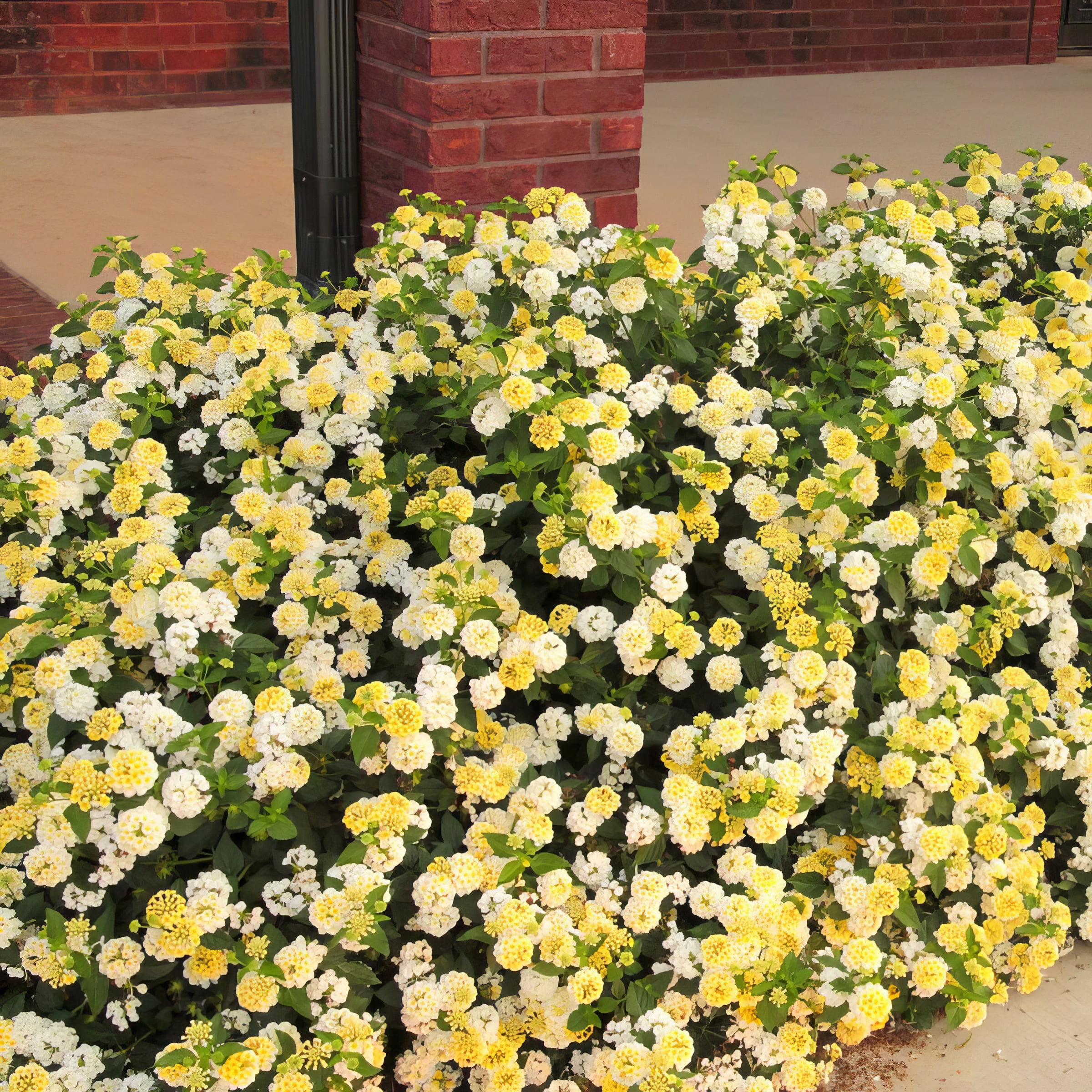 Live Annual 4" Lantana Lucky Lemon Glow (3-Pack) with Full Sunlight