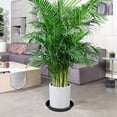 thumbnail image 6 of 6 8 10 inch Plant Saucer, Heavy Sturdy Plastic Planter Trays Pot Tray for Indoor Outdoor, Plant Water Plate Drip Trays for Pots, (12 Pcs, Black), 6 of 11
