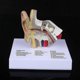 thumbnail image 3 of 1.5 Times Life Size Human Ear Model Scientific Anatomy Teaching Supplies Tool, 3 of 3