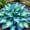 Hosta-D, variant on Rainbow Colorful Midnight Blue Hostas For Planting Cultivation Granules-(Non-Artificial)-Bloom Year After Year-Fast Growing, Home Decoration-Beautiful Gift Garden-Ornamental-Premium Garden Stakes
