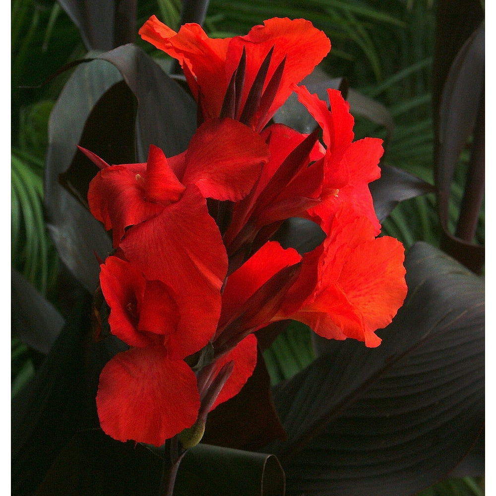 Australia Canna Bulb The DarkestLeafed Canna in the World! Walmart
